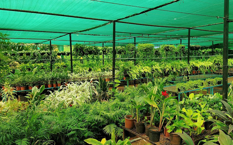 Green Plants Nursery
